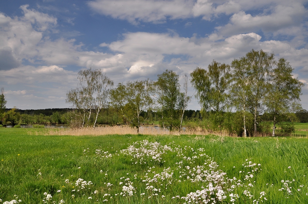 Lübars-Sprintwiesenteich mit Wiesenschaumkraut.......