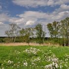 Lübars-Sprintwiesenteich mit Wiesenschaumkraut.......