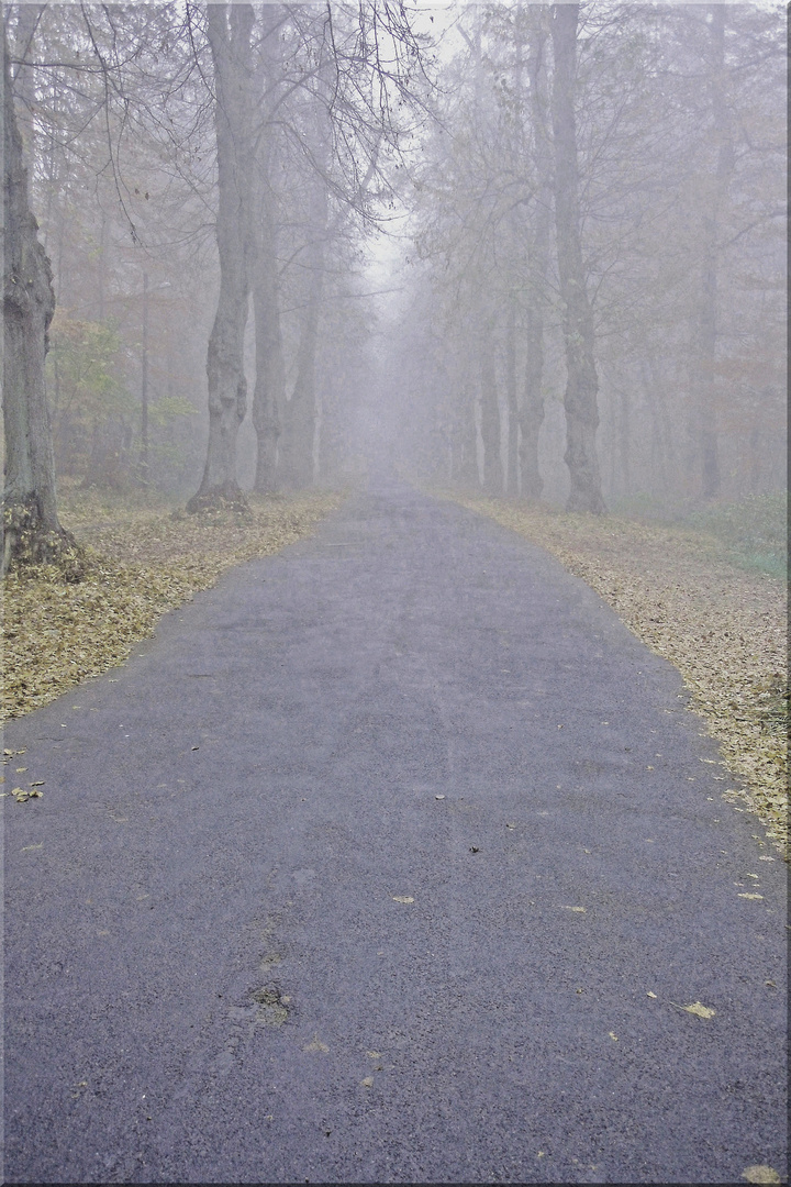 LÜBECK - Waldstrasse im Nebel