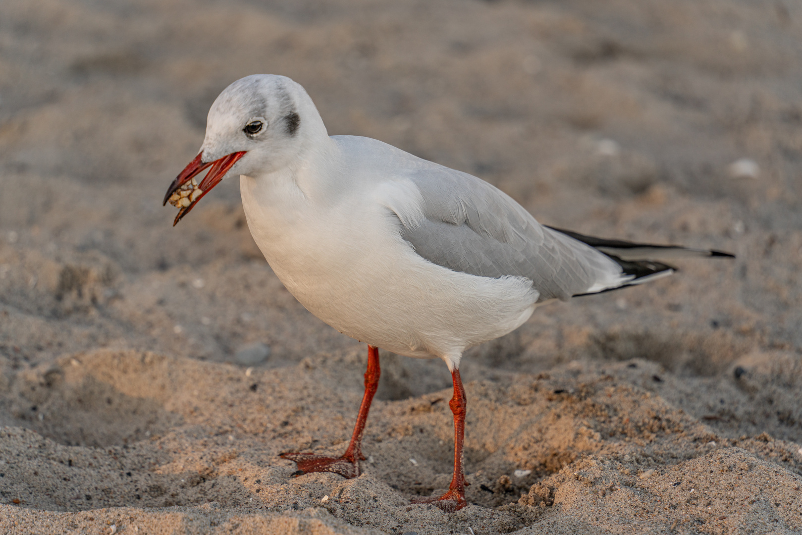 Lübecker Bucht III - SH/Ostsee