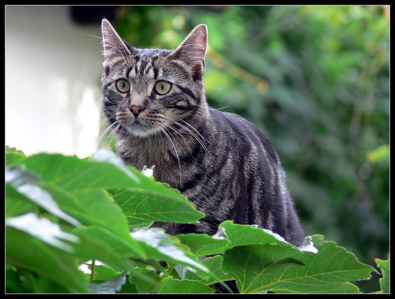 Lübecker-Hinterhof-Tiger