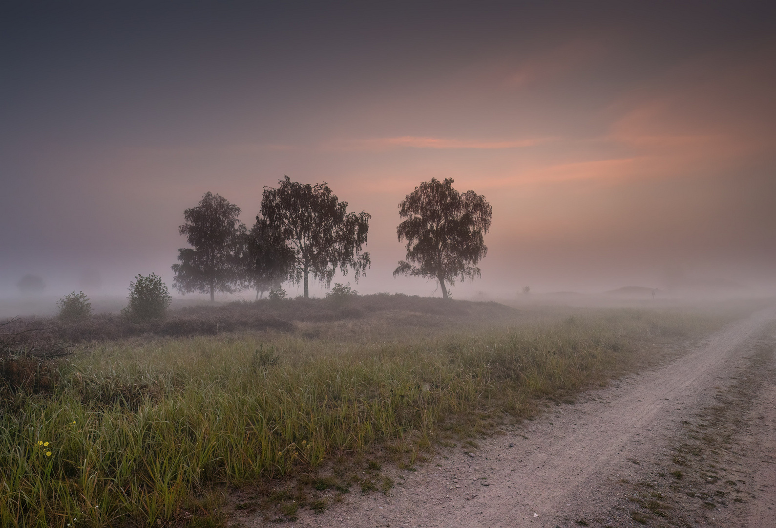 Lübtheener Heide im Nebel