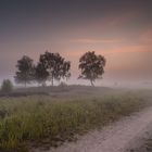 Lübtheener Heide im Nebel