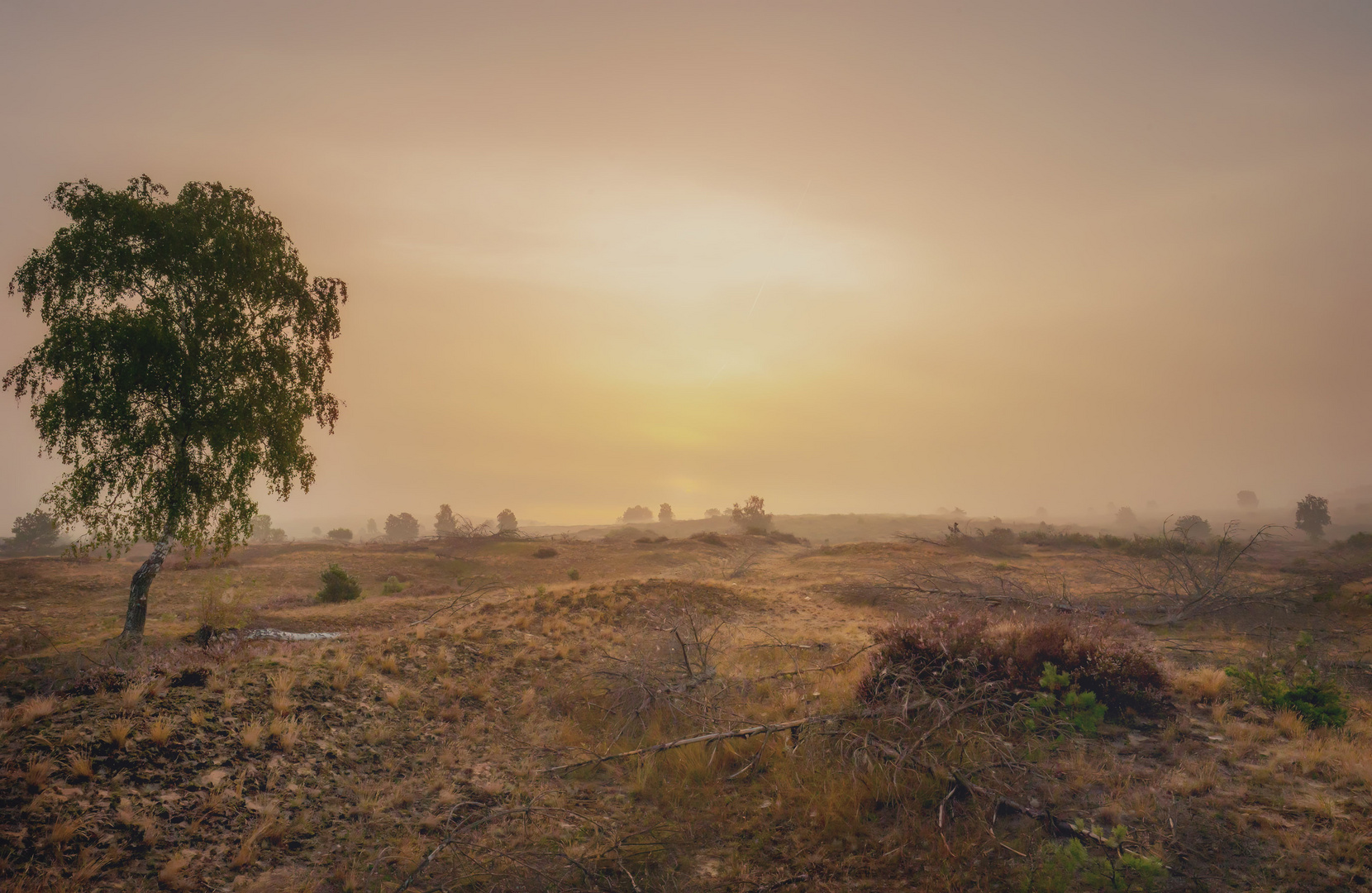 Lübtheener Heide im Nebel