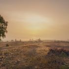 Lübtheener Heide im Nebel