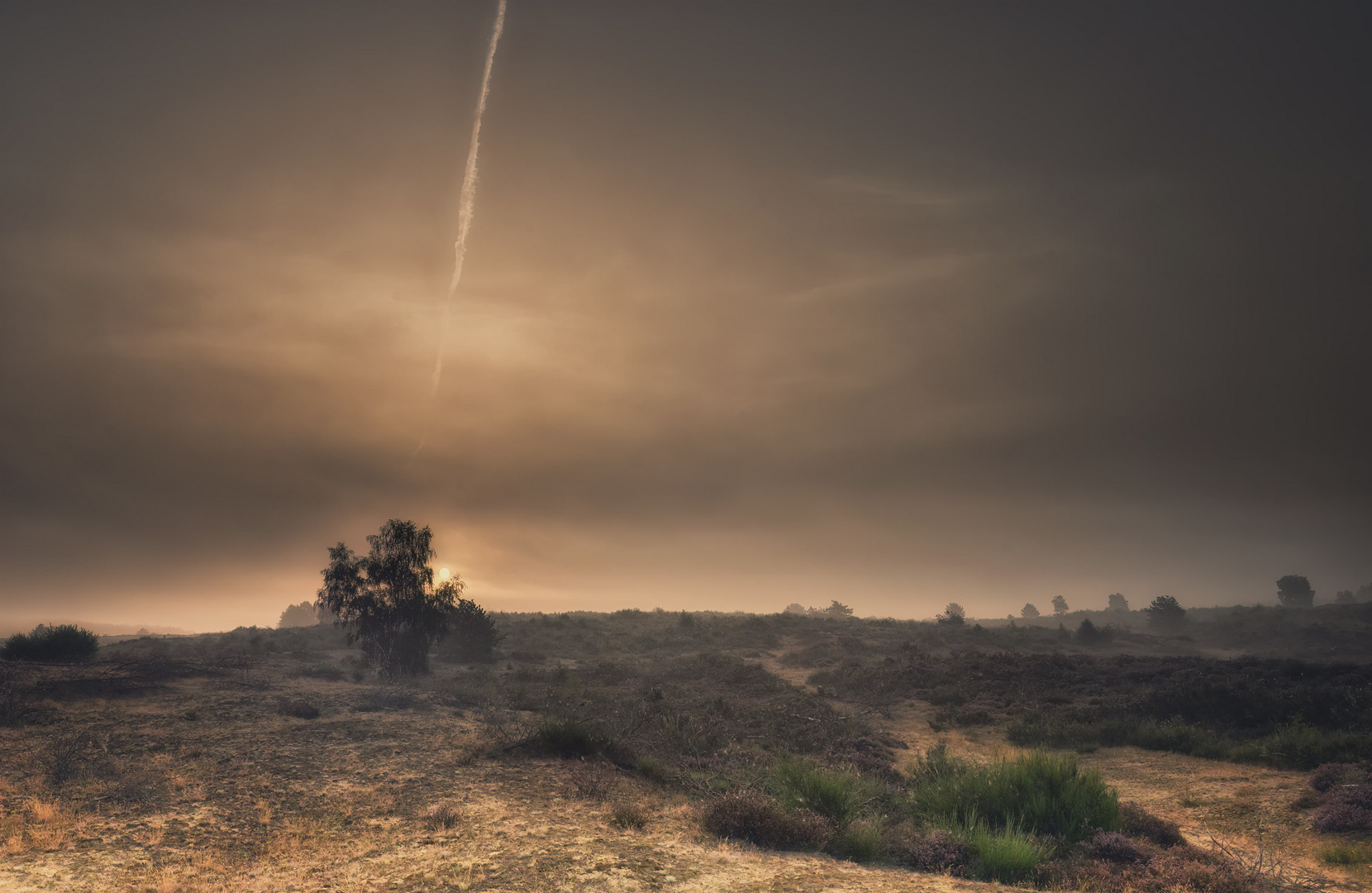 Lübtheener Heide im Nebel