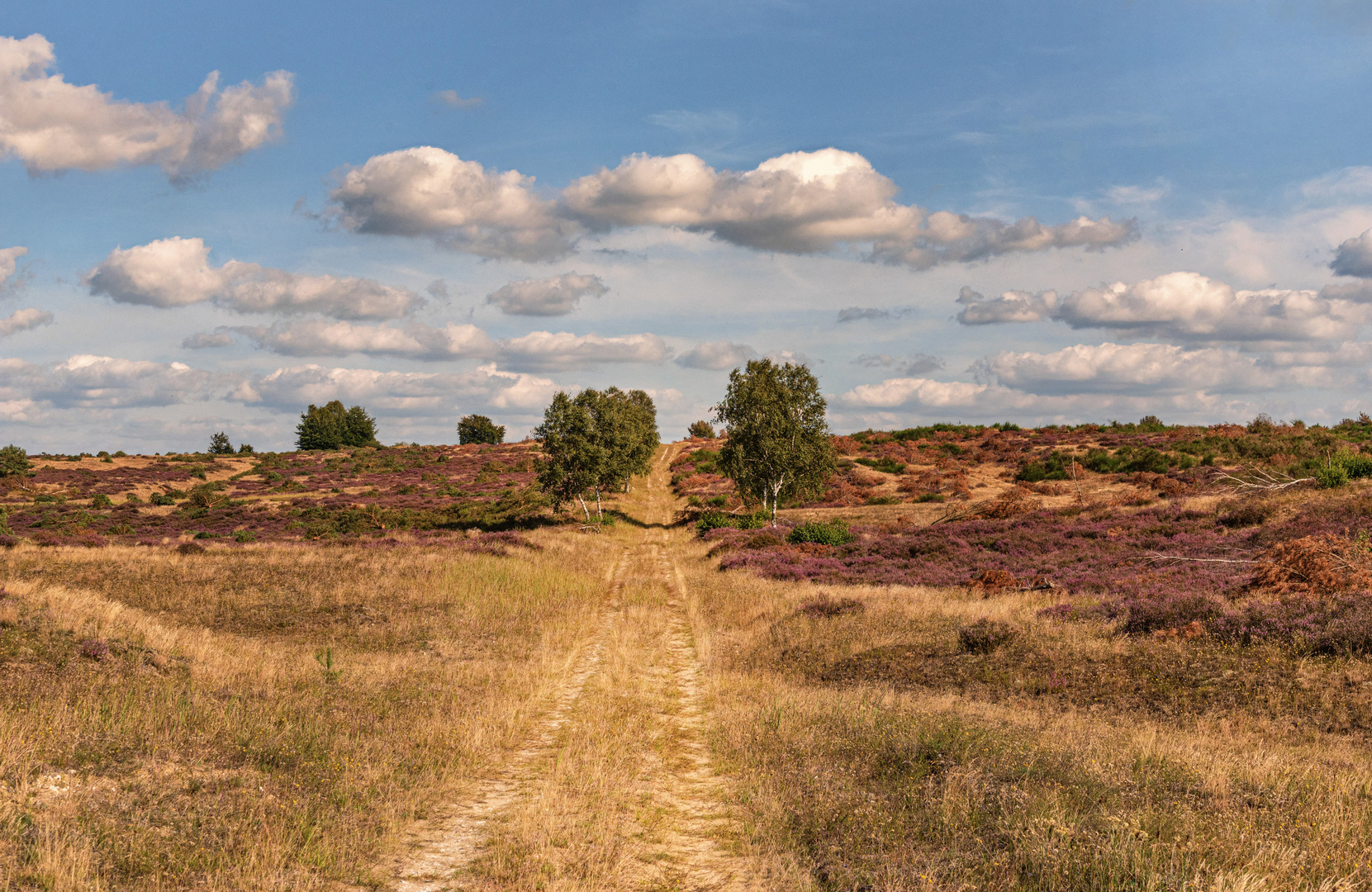 Lübtheener Heide Sommer 2021