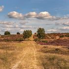 Lübtheener Heide Sommer 2021