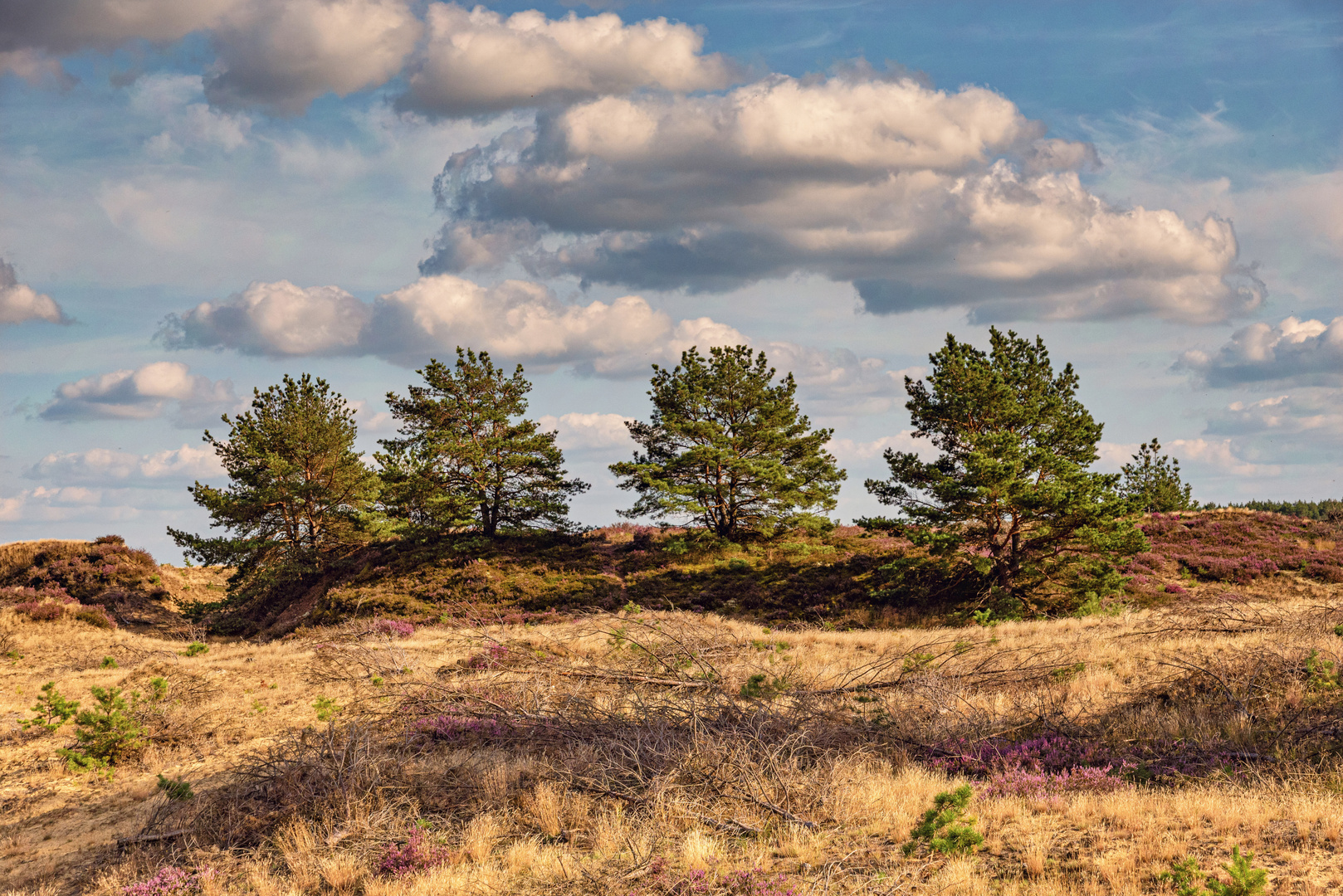 Lübtheener Heide Sommer 2021