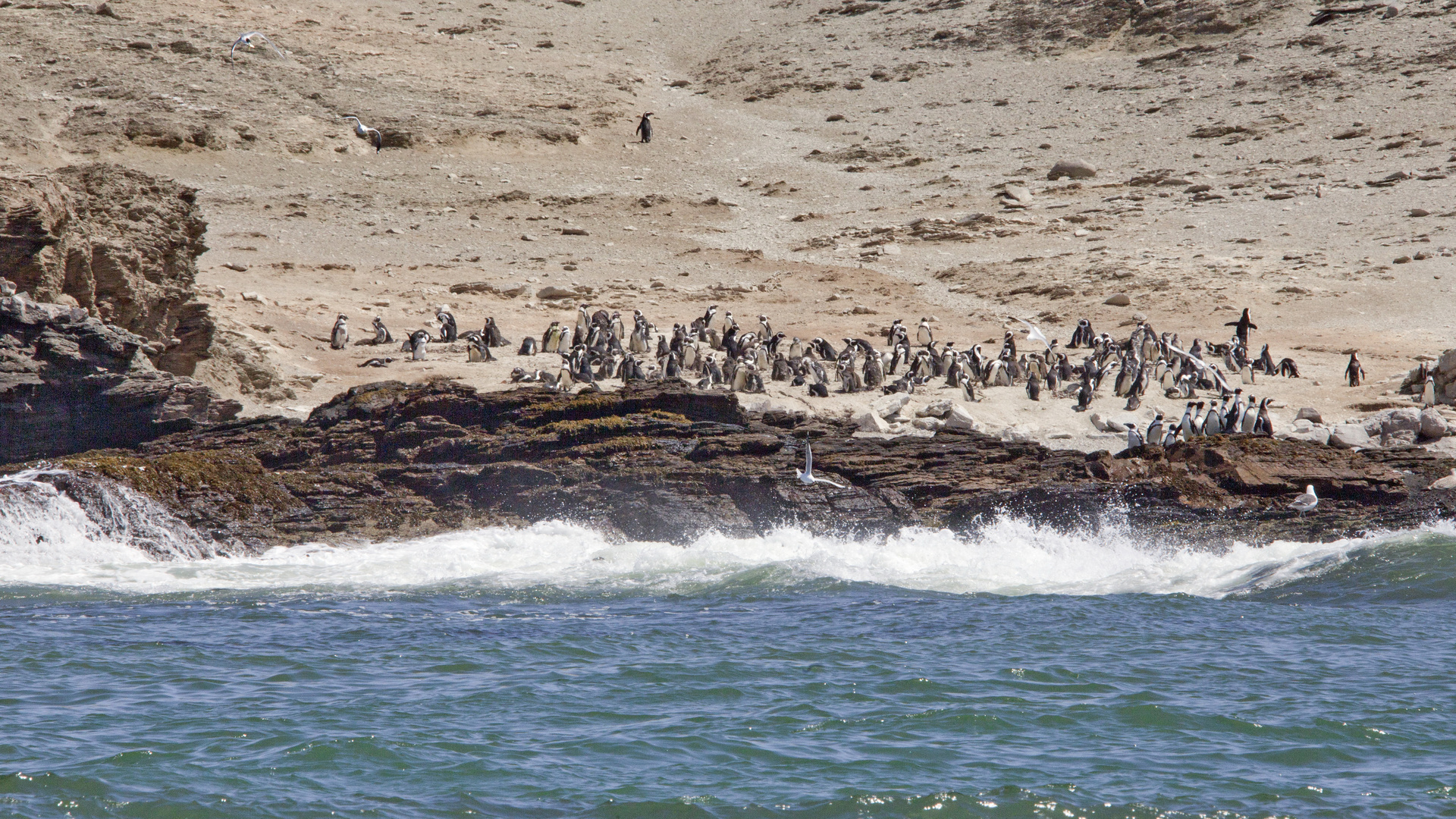 Lüderitz Bucht - die Insel der Pinguine