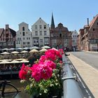 Lüneburg Blüte auf der Lünertortraßenbrücke