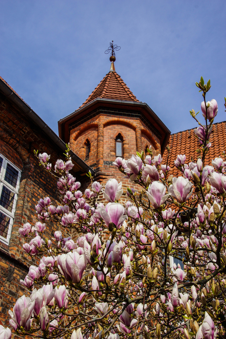 Lüneburg Magnolien im Rathausgarten