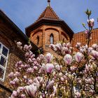 Lüneburg Magnolien im Rathausgarten