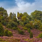 Lüneburger Heide 002a