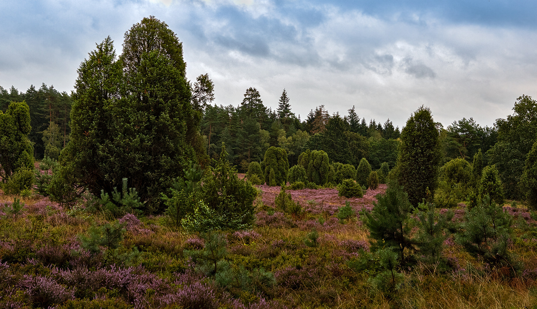 Lüneburger Heide 005a