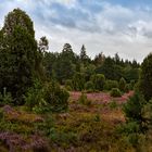 Lüneburger Heide 005a