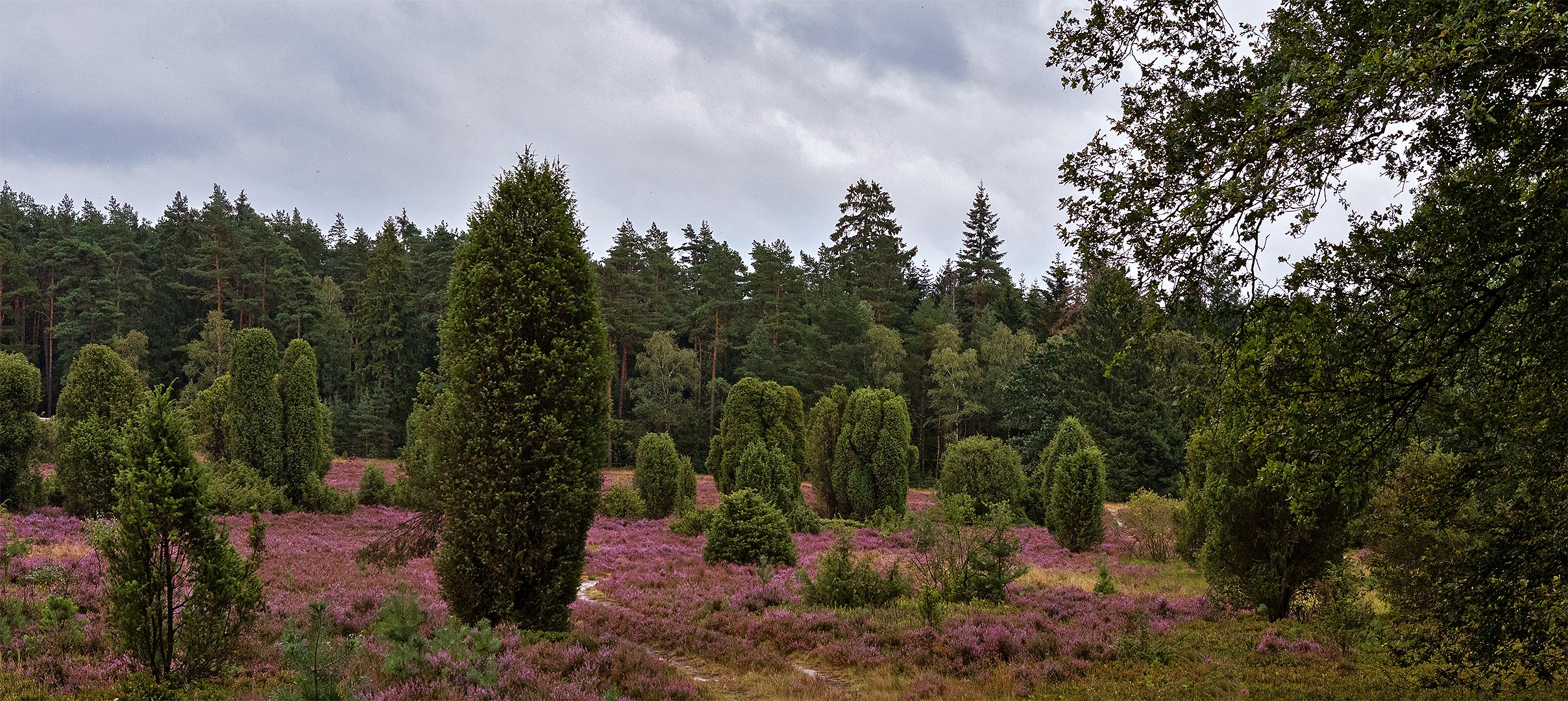 Lüneburger Heide 009