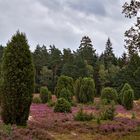 Lüneburger Heide 009