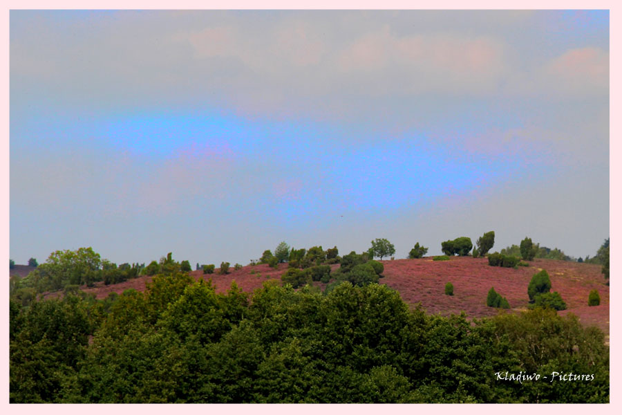 Lüneburger Heide 01