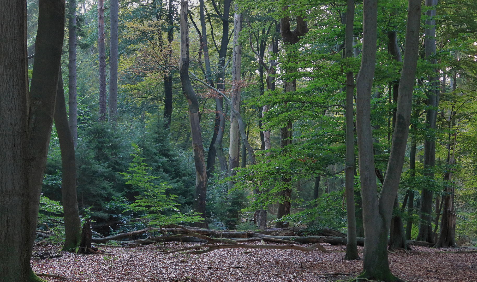 Lüneburger Heide