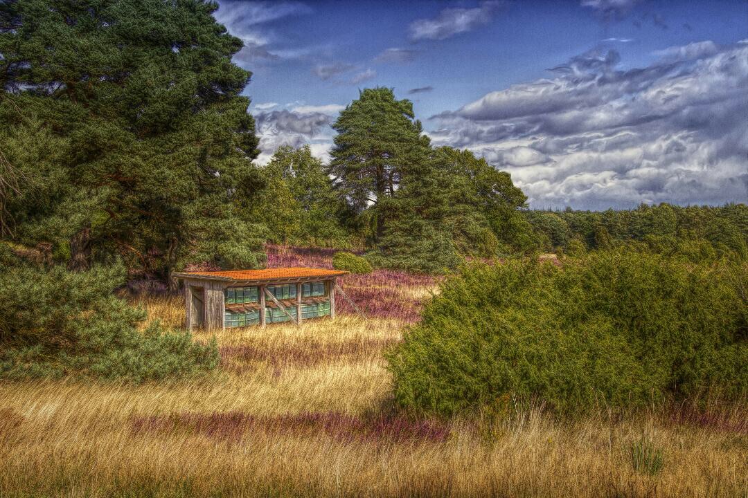 Lüneburger Heide