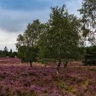 Lüneburger Heide 062