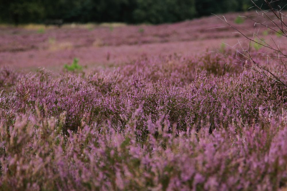 lueneburger heide