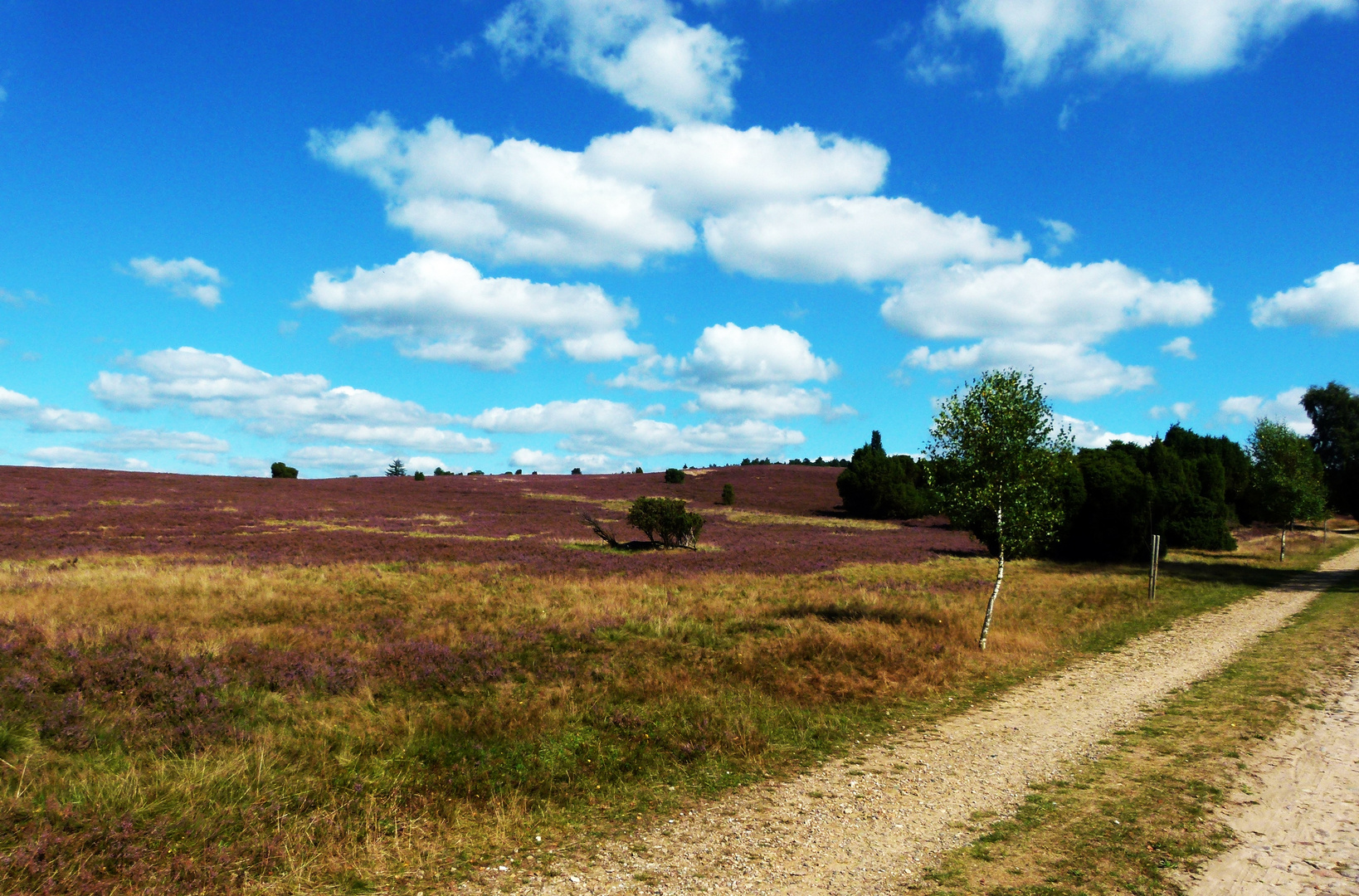 Lüneburger Heide-1