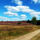 Lüneburger Heide-1