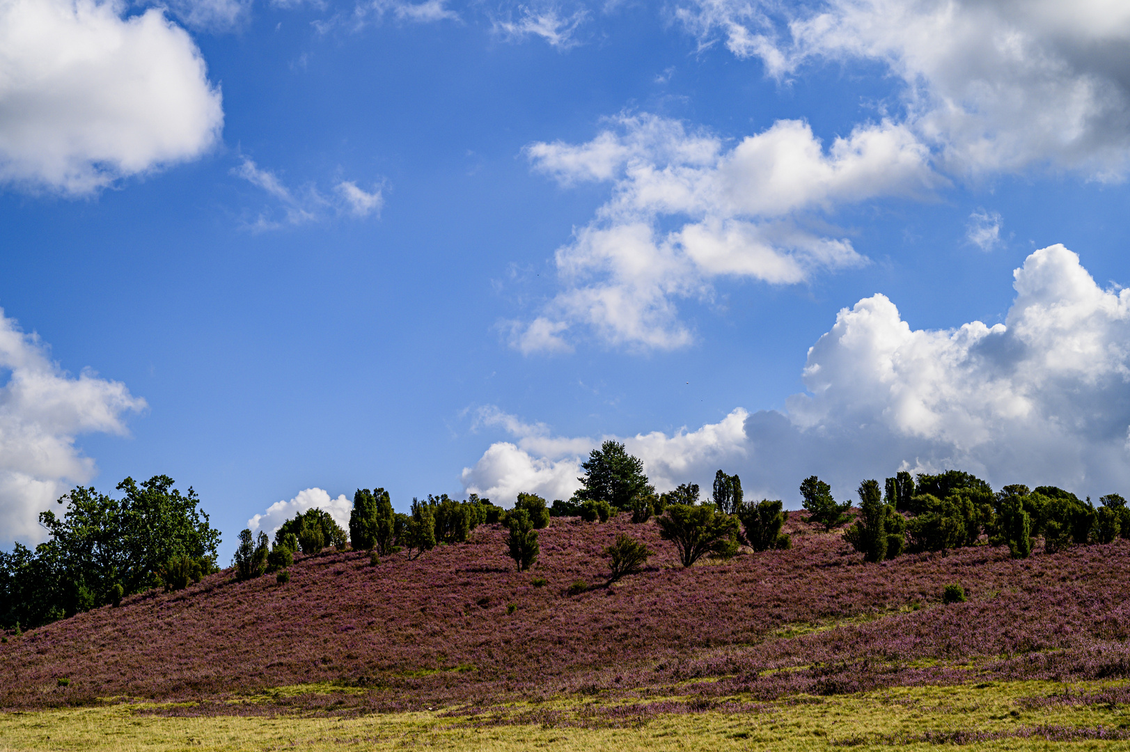 Lüneburger Heide