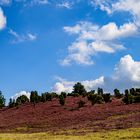 Lüneburger Heide