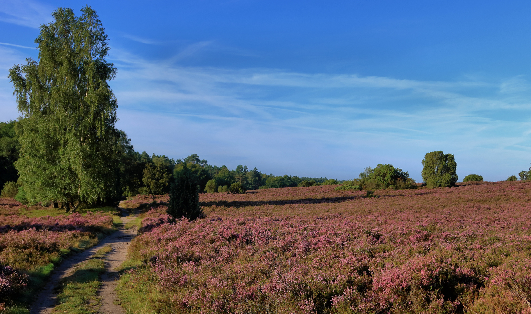 Lüneburger Heide