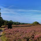 Lüneburger Heide