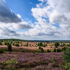 Lüneburger Heide