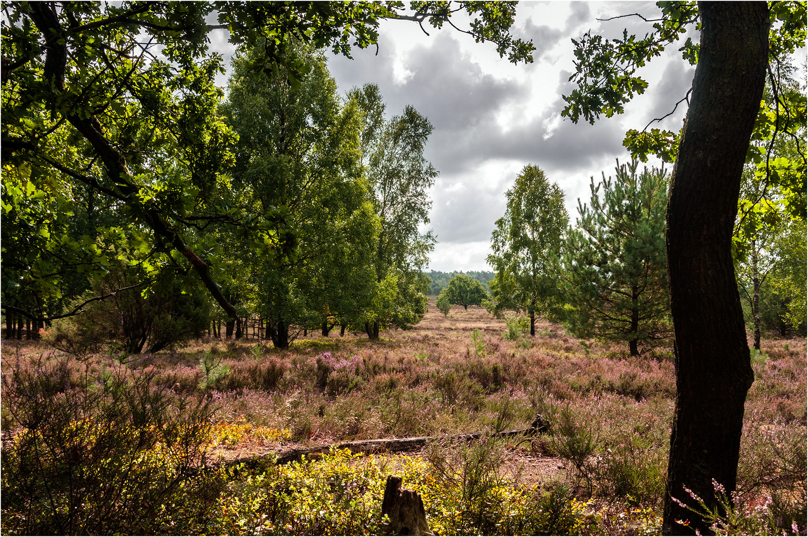 Lüneburger Heide ...