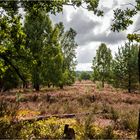 Lüneburger Heide ...