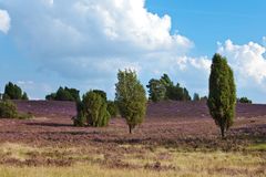 Lüneburger Heide