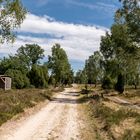 Lüneburger Heide 2 