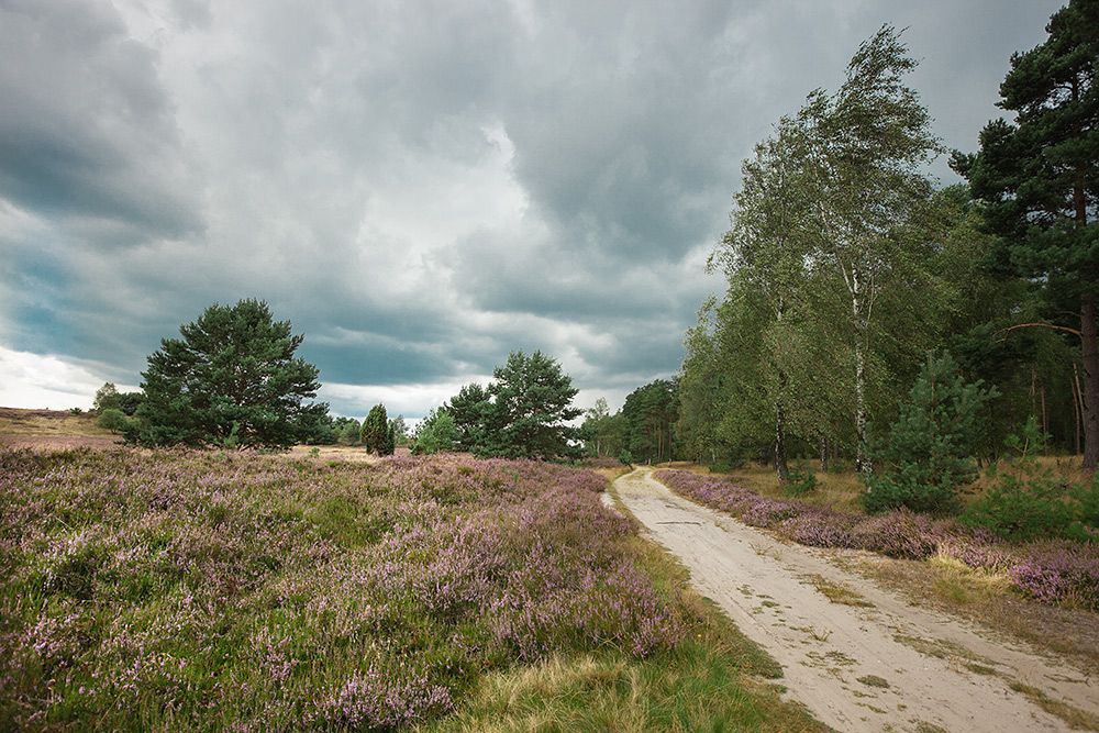 Lüneburger Heide -2