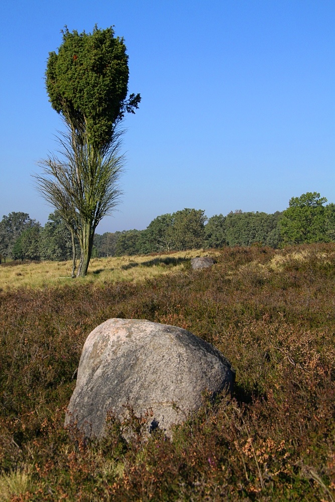 Lüneburger Heide 2