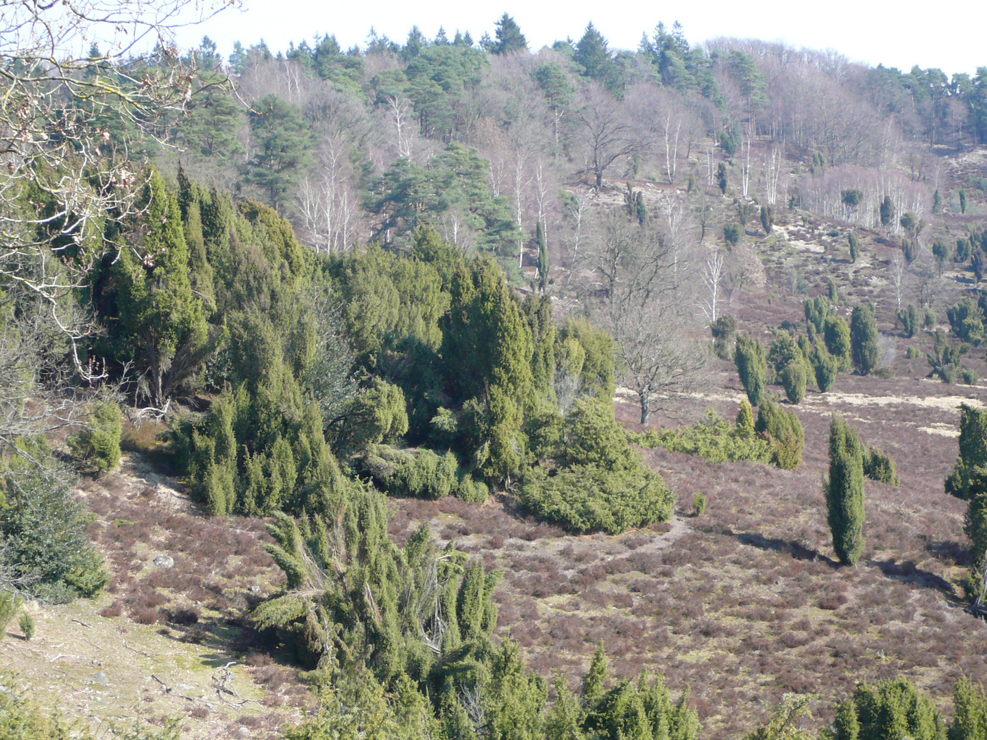 Lüneburger Heide 2