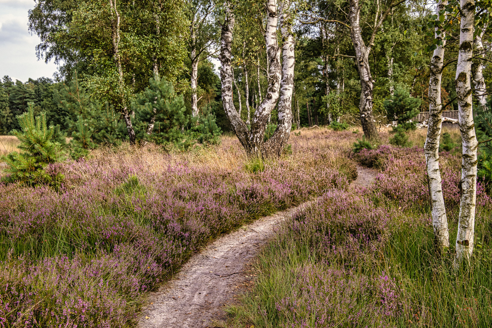 Lüneburger Heide (2)