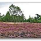 Lüneburger Heide 2