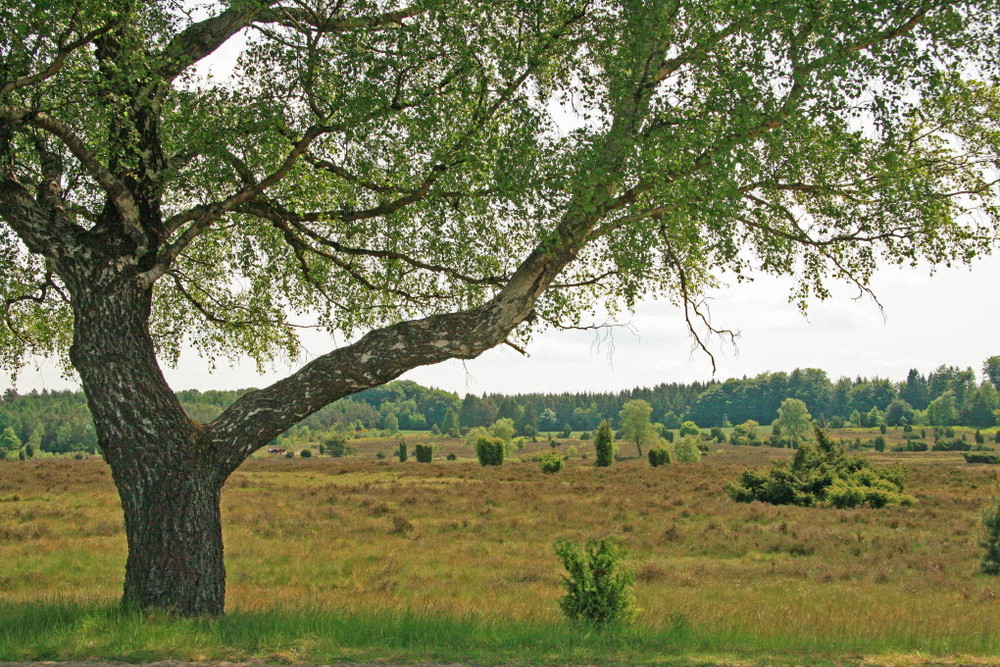 Lüneburger Heide 2