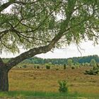 Lüneburger Heide 2