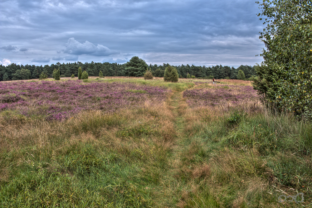 Lüneburger Heide 2