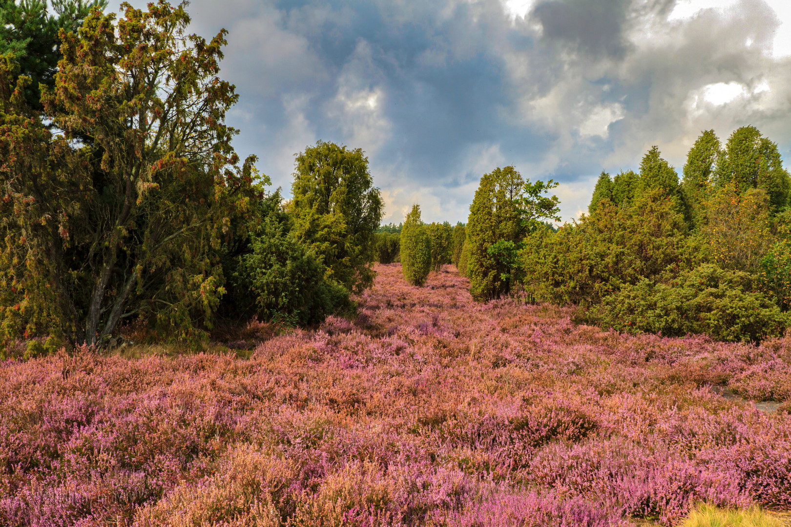 Lüneburger Heide 2