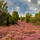 Lüneburger Heide 2