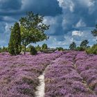 Lüneburger Heide 2019 (Ellerndorf)