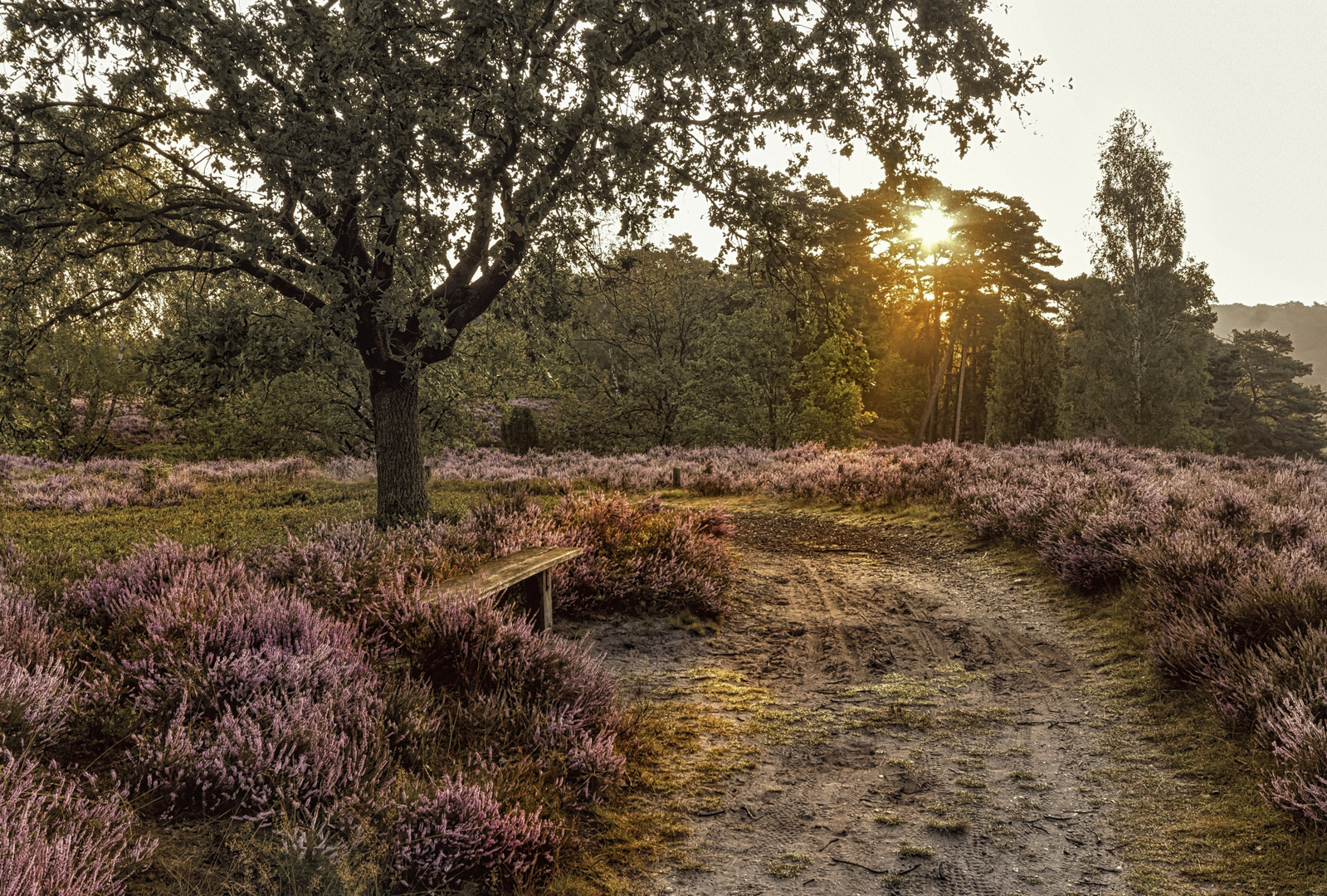 Lüneburger Heide 2019 (Löns-Weg)